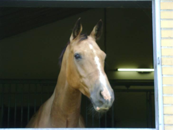 Herregårdsferie med Fabi billede 31