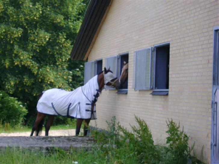 Herregårdsferie med Fabi billede 32