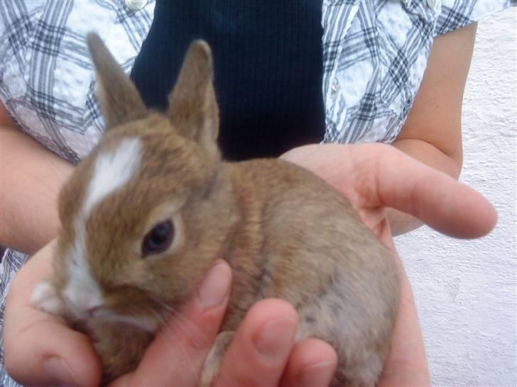 Kaninerne :) - Min lille kanin :) billede 1
