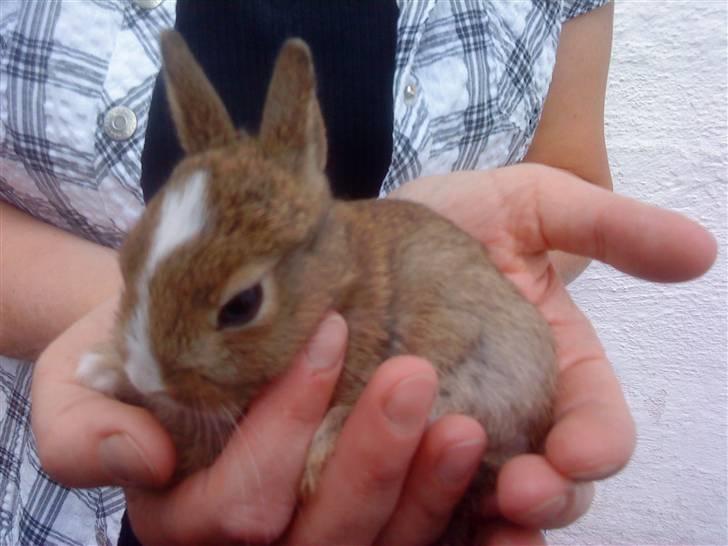 Kaninerne :) - Min lille kanin :) billede 2