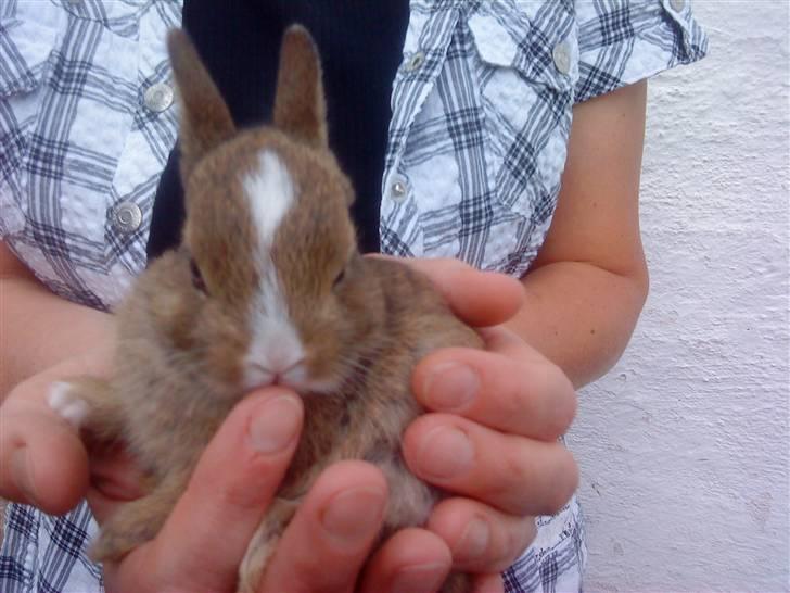 Kaninerne :) - Min lille kanin har en "blis" :) billede 3