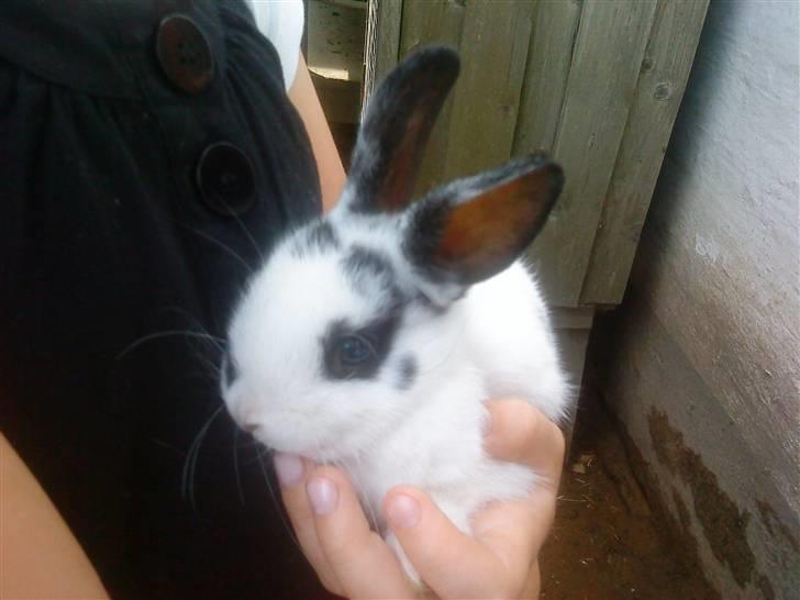 Kaninerne :) - Camillas kanin, Ninus :) billede 4