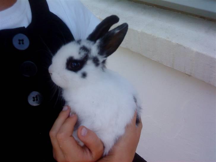 Kaninerne :) - Camillas kanin, Ninus :) billede 5