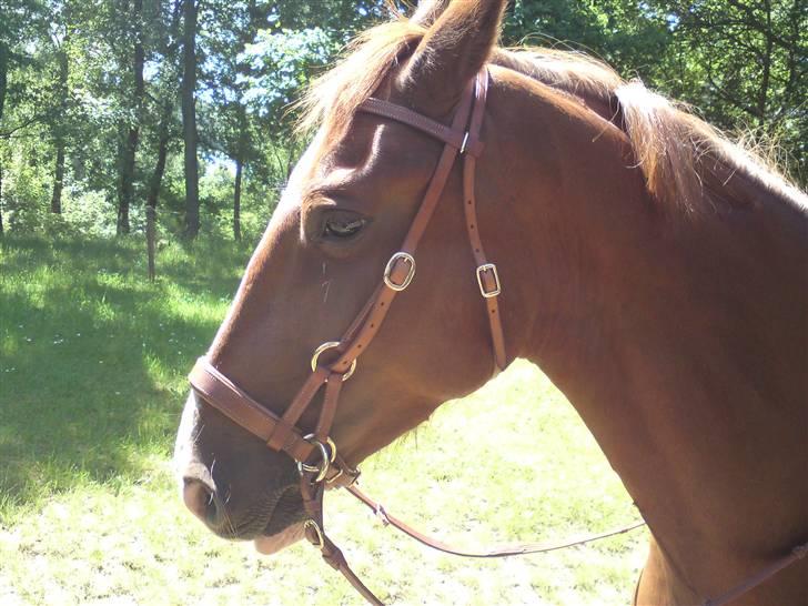 Sommerferie billeder af Tasano og Ace - sommer 2009 - Klar til en lille ridetur med bidløs trense billede 18