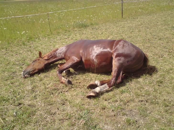 Sommerferie billeder af Tasano og Ace - sommer 2009 billede 19