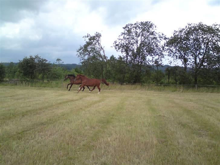 Sommerferie billeder af Tasano og Ace - sommer 2009 - Motionstur med Ace billede 20