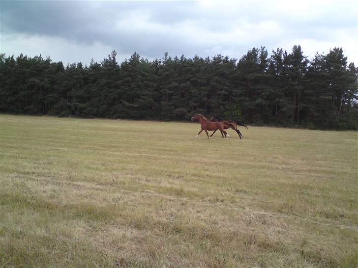 Sommerferie billeder af Tasano og Ace - sommer 2009 billede 21
