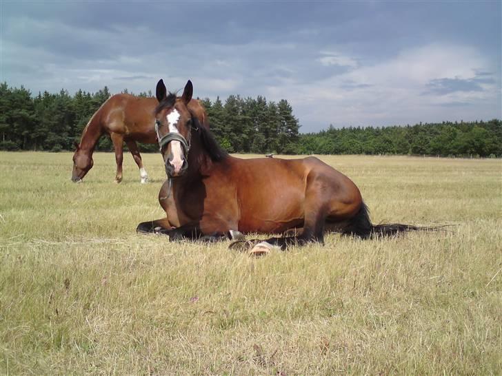 Sommerferie billeder af Tasano og Ace - sommer 2009 billede 22