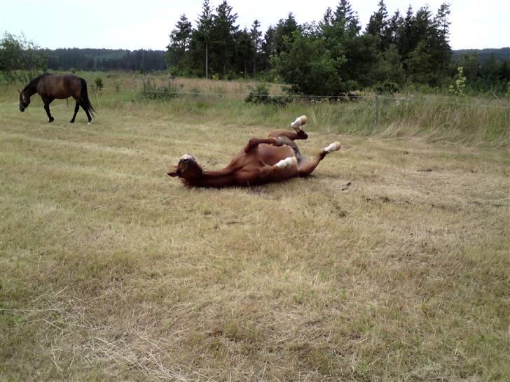 Sommerferie billeder af Tasano og Ace - sommer 2009 billede 23