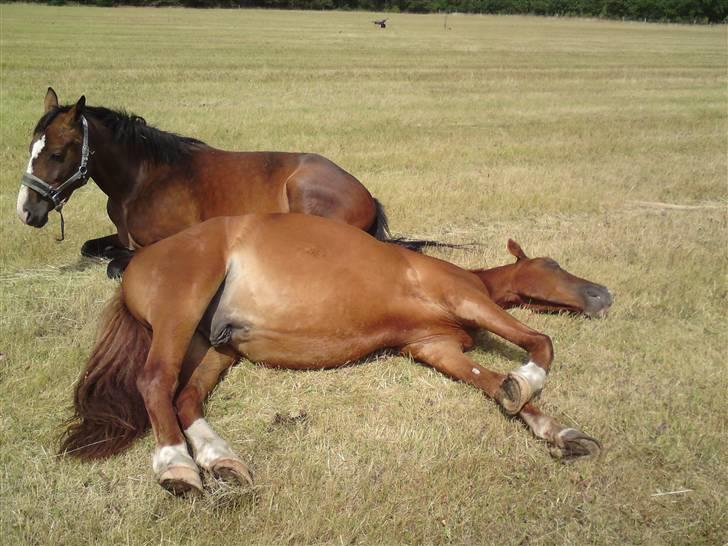 Sommerferie billeder af Tasano og Ace - sommer 2009 - Trætte efter løbeturen billede 24