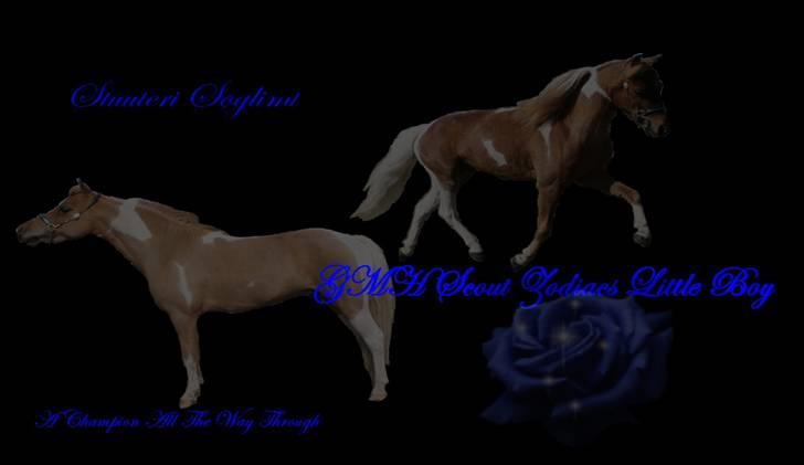 Baggrunde lavet til mine dejlige heste billede 1