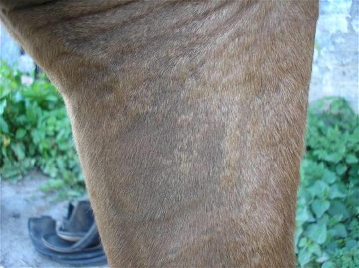 Udslæt :. mineralmangel  eller .. - 7 juli.

 billede 5