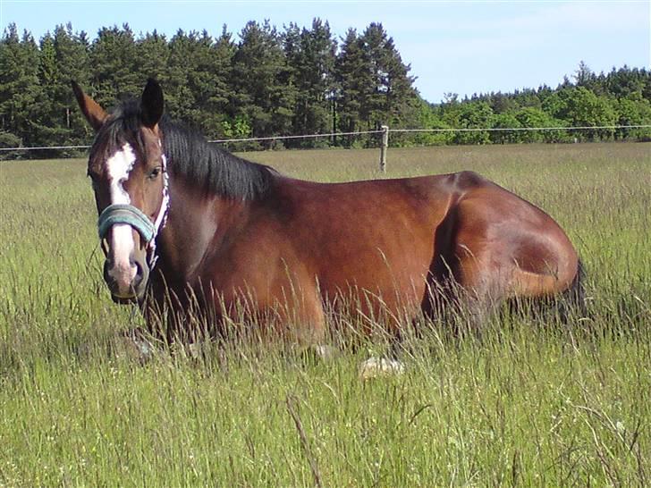 Sommerferie billeder af Tasano og Ace - sommer 2009 billede 25