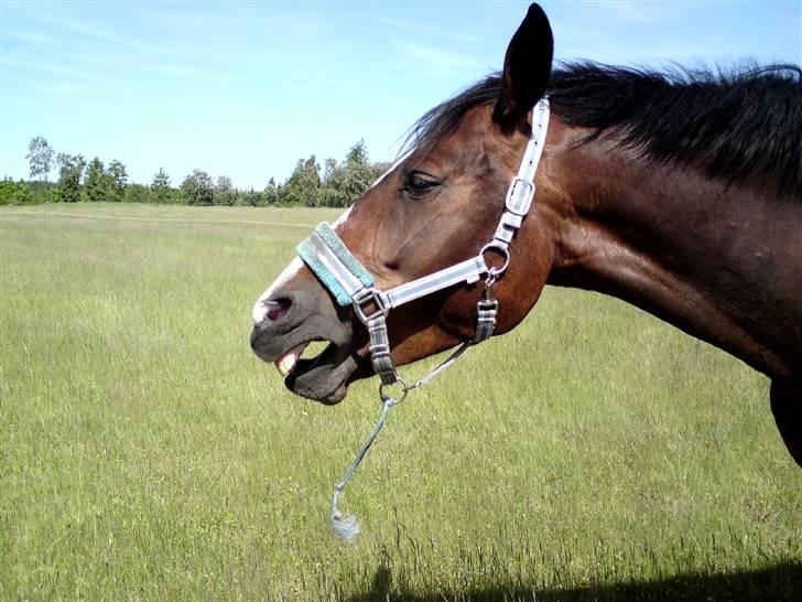 Sommerferie billeder af Tasano og Ace - sommer 2009 - Lidt træt... billede 26