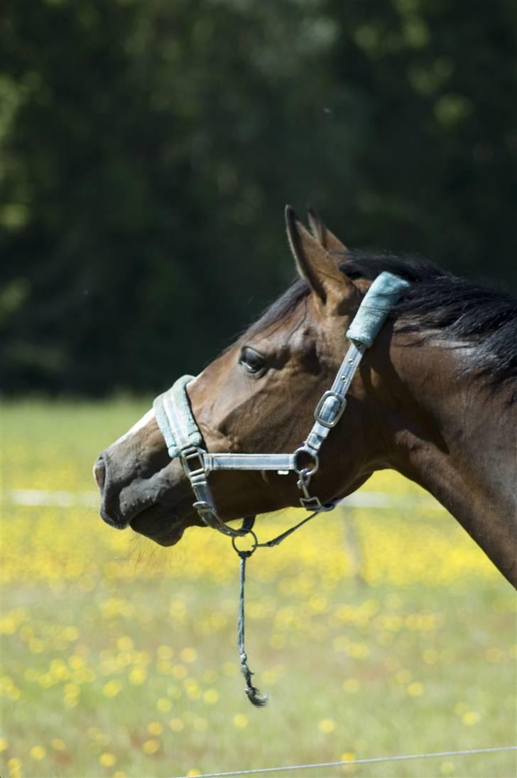 Sommerferie billeder af Tasano og Ace - sommer 2009 billede 27