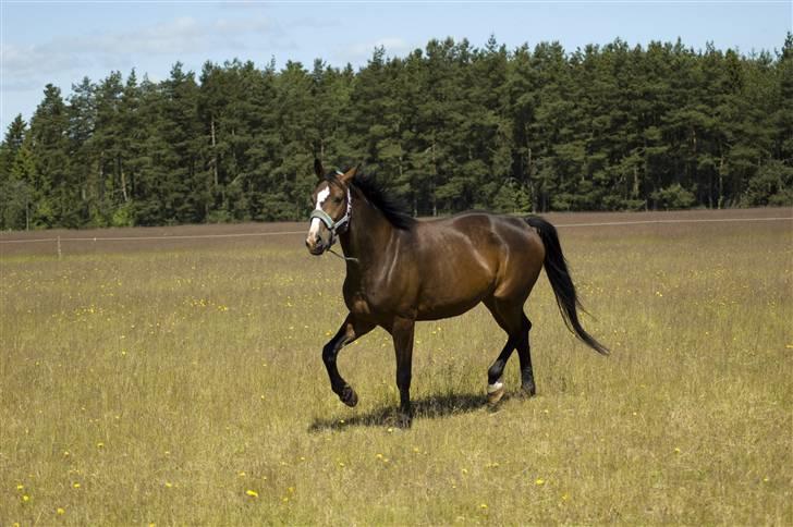 Sommerferie billeder af Tasano og Ace - sommer 2009 billede 28