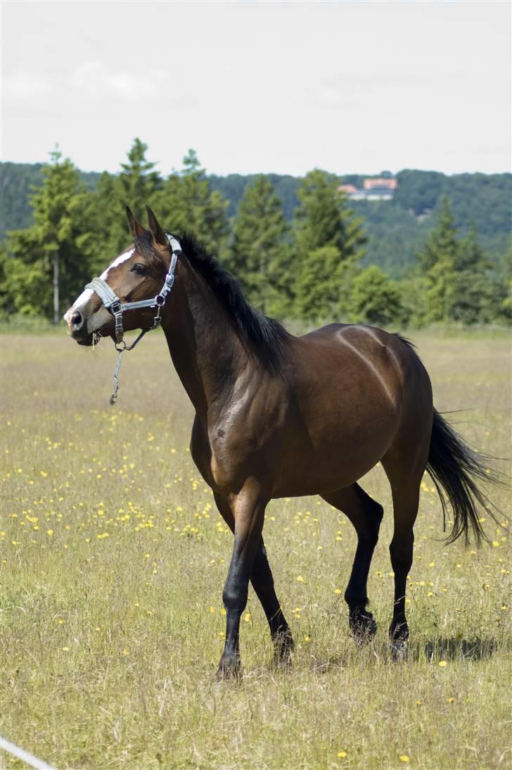 Sommerferie billeder af Tasano og Ace - sommer 2009 billede 29