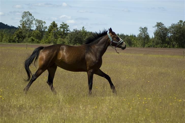 Sommerferie billeder af Tasano og Ace - sommer 2009 billede 32