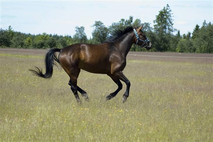 Sommerferie billeder af Tasano og Ace - sommer 2009 billede 33