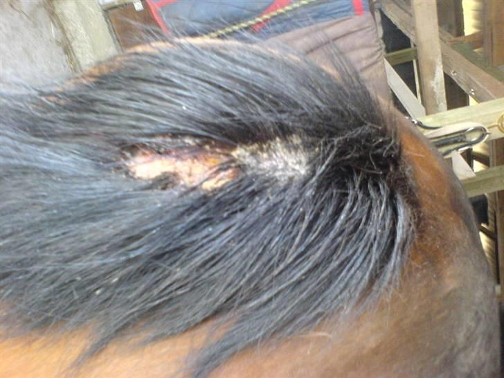 Til skræk og advarsel.. aldrig haleforbinding - Det er et vædskende sår billede 2