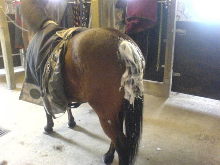 Til skræk og advarsel.. aldrig haleforbinding - Vi vaskede dagligt med medi skrub, samt fik smertestillende og penicilin billede 3