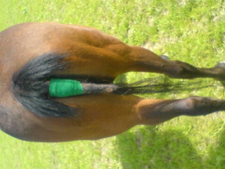 Til skræk og advarsel.. aldrig haleforbinding - Ca engang om ugen havde vi dyrlægen ud og tjekke såret billede 4