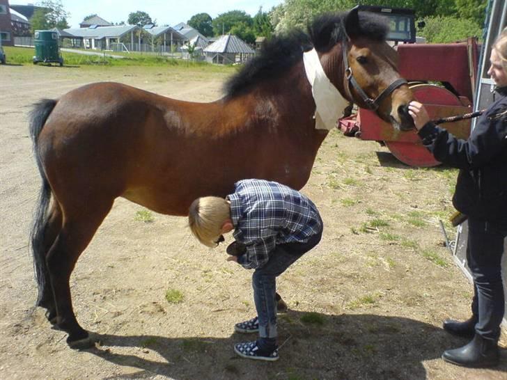 Til skræk og advarsel.. aldrig haleforbinding - Der var gået koldbrand i halen og jeg sagde jeg ikke ville stå med det mere, så hun kom til næstved billede 5