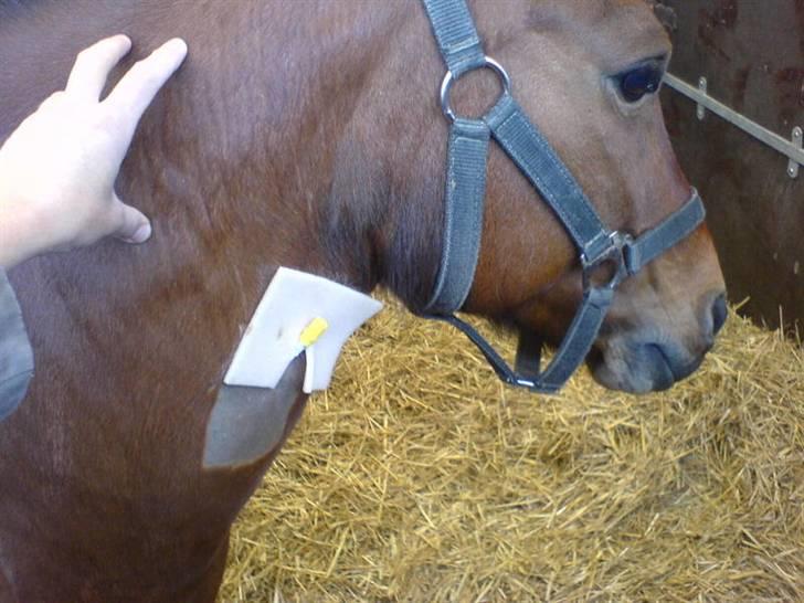 Til skræk og advarsel.. aldrig haleforbinding - Hun kom til kasernens hesteklinik og fik medicin og smertestillende 2 gange dagligt billede 6