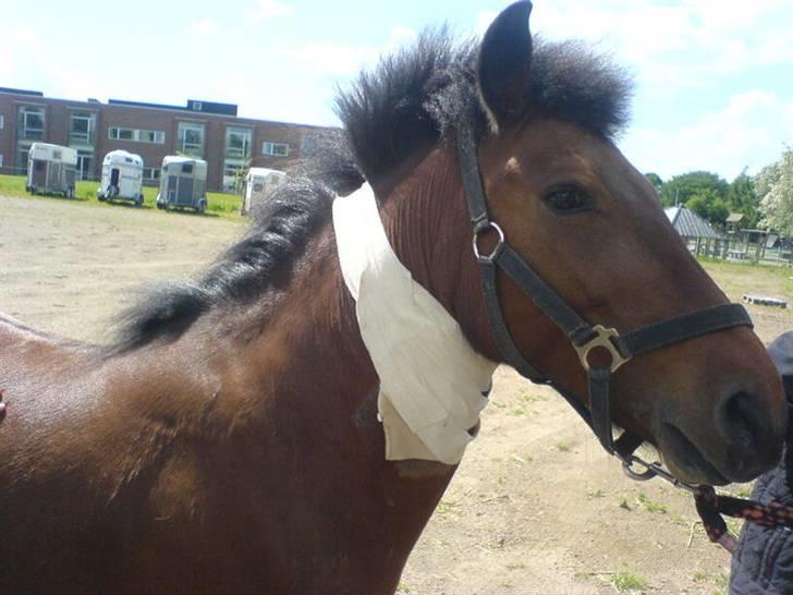 Til skræk og advarsel.. aldrig haleforbinding - Hun fik en lille forbinding på da hun gnubbede drop billede 7