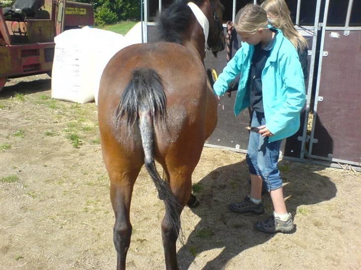 Til skræk og advarsel.. aldrig haleforbinding - Halen ser fin ud og vi var jævnligt og besøge hende og ordne hende billede 8