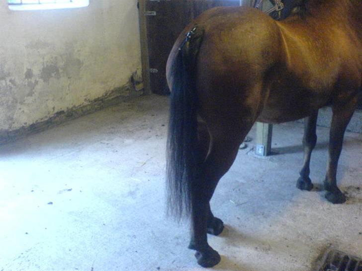 Til skræk og advarsel.. aldrig haleforbinding - Kunstig hale som hun får på når hun skal til stævne og når der er mange fluer. billede 9