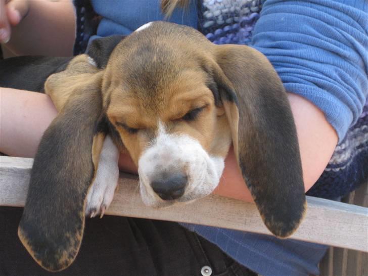 Min søde hund, Eddie...  - Da vi var nede og se ham første gang.... billede 1