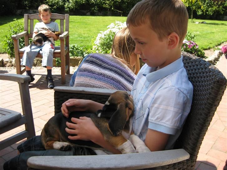 Min søde hund, Eddie...  - Min lillebror med den sovende Eddie.... billede 3