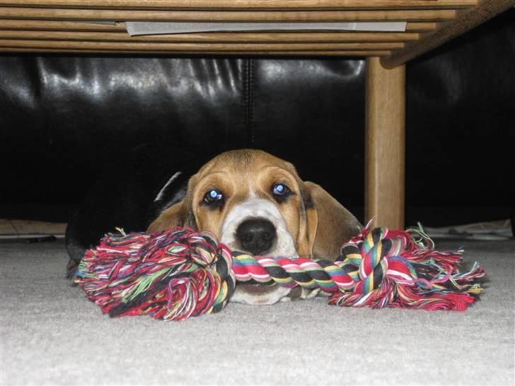 Min søde hund, Eddie...  - Min mor fik et par ordentlige hvalpegø, da hun prøvede at fotografe ham.... =0) billede 4