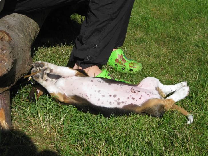 Min søde hund, Eddie...  - Med pletter på maven... billede 5