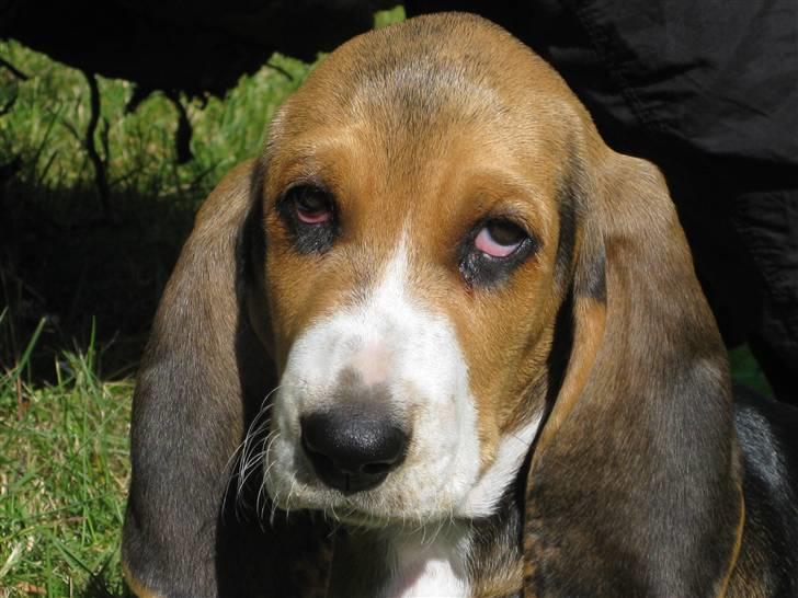 Min søde hund, Eddie...  - Bebrejdende hængeøjne... billede 6