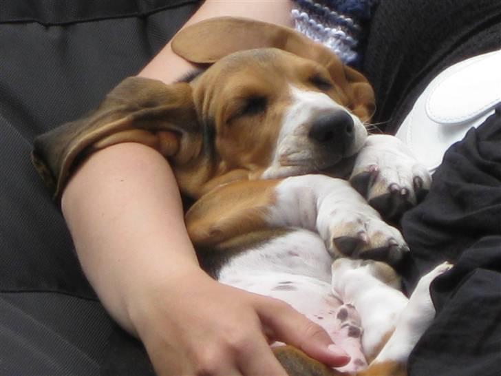 Min søde hund, Eddie...  - Også en lille skraber.... billede 9