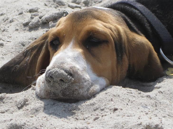 Min søde hund, Eddie...  - På stranden, med sand på næsen... =0) billede 10
