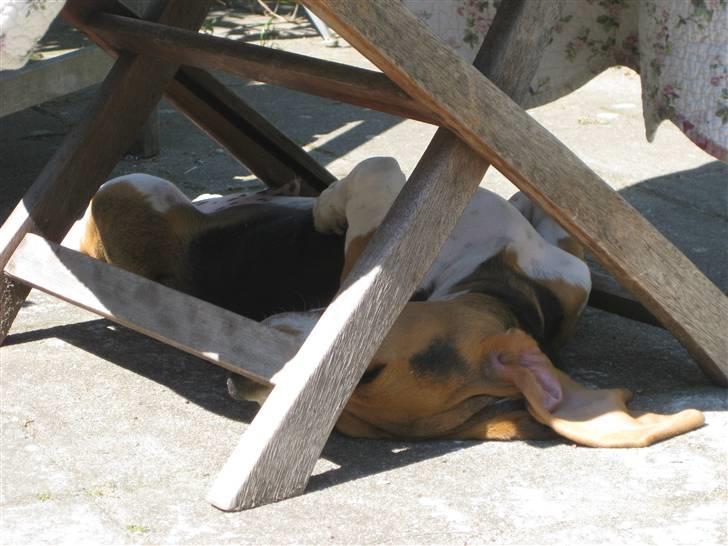 Min søde hund, Eddie...  - Eddie fjoller under stolen.... billede 11