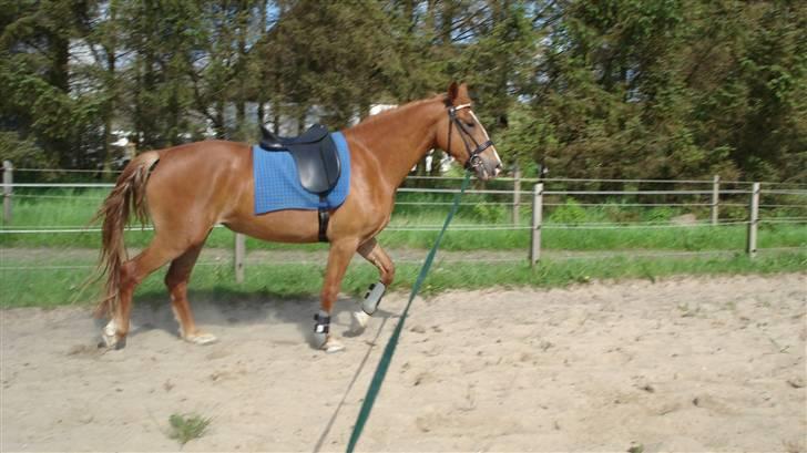 Mine Grimme heste xD billede 30