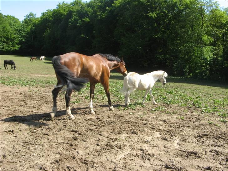 Frække fredrik - Fredde er vist blevet populær, store volle vil ikke flytte sig .) billede 12