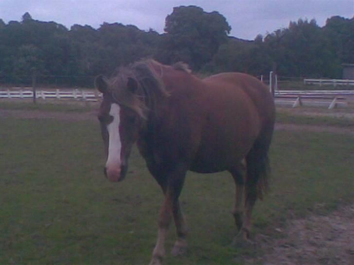 Hestene fra Exmoor (:  - Filur - Rideskolepony billede 1