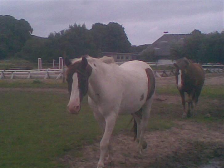 Hestene fra Exmoor (:  - Texas - Rideskolepony billede 2
