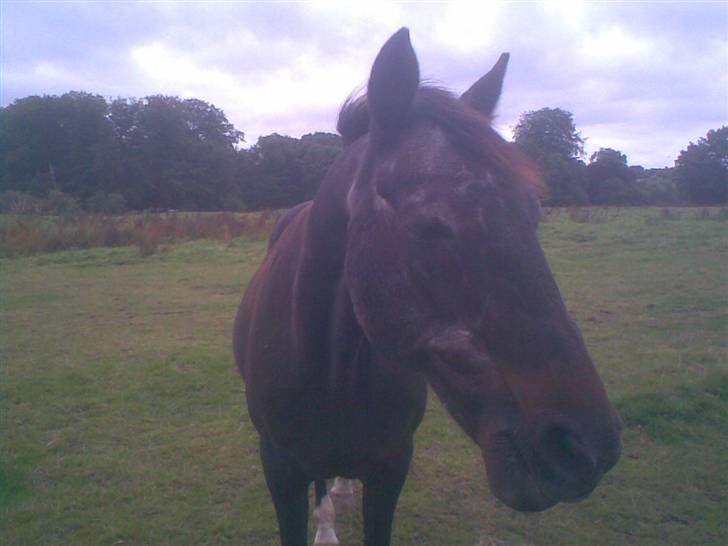 Hestene fra Exmoor (:  - Henry - Rideskolehest billede 3