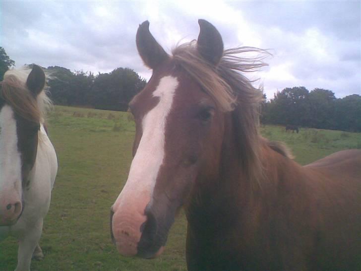 Hestene fra Exmoor (:  - Filur - rideskolepony billede 4