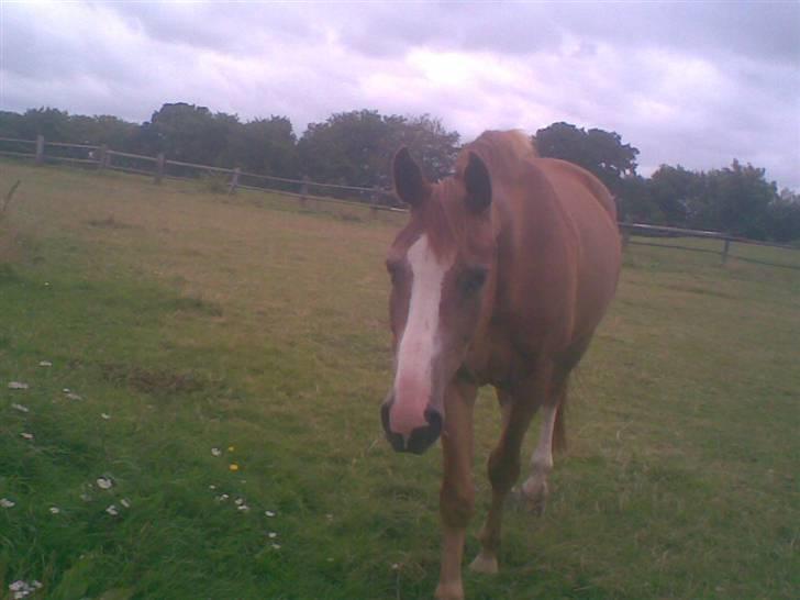 Hestene fra Exmoor (:  - Kamilles part Valdemar billede 5