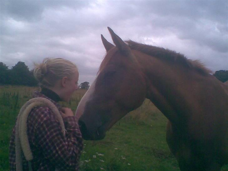Hestene fra Exmoor (:  - Kamille Og hendes part Valdemar billede 6