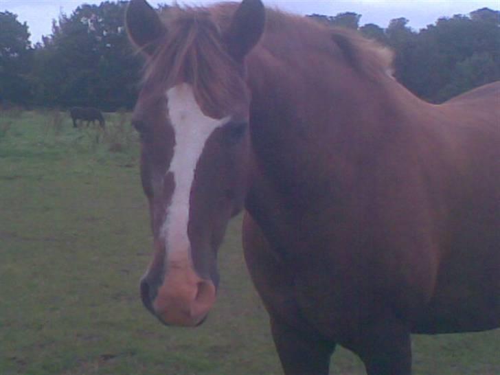 Hestene fra Exmoor (:  - Rabbit - Rideskole billede 7