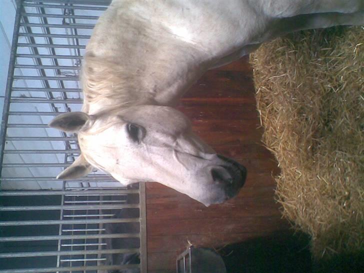 Hestene fra Exmoor (:  - Dusty - Rideskolepony billede 8