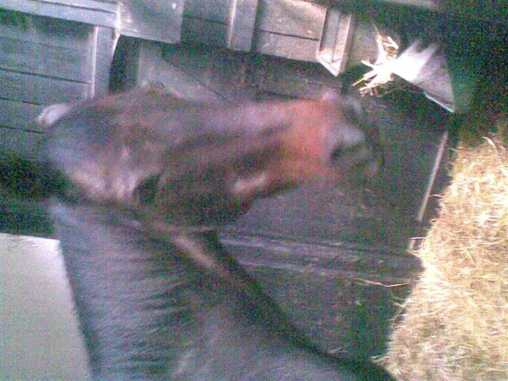 Hestene fra Exmoor (:  - Henry - Rideskolehest billede 9